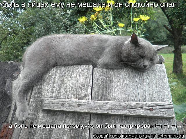 Котоматрица: боль в яйцах ему не мешала и он спокойно спал! а боль не мешала потому,что он был кастрирован!=) =) =)