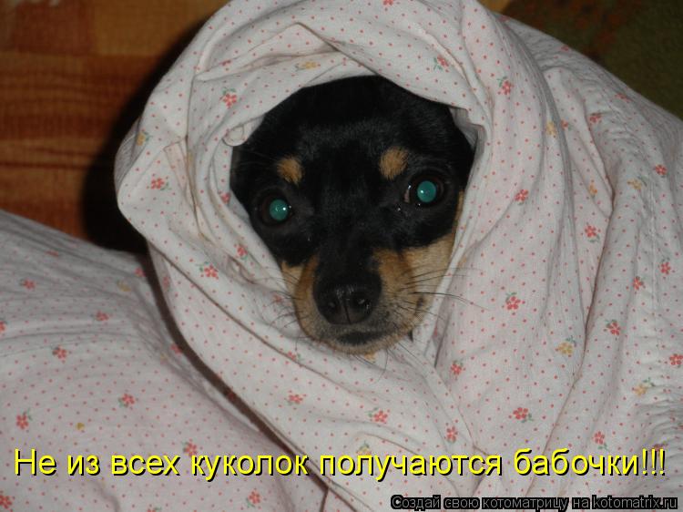 Котоматрица: Не из всех куколок получаются бабочки!!!