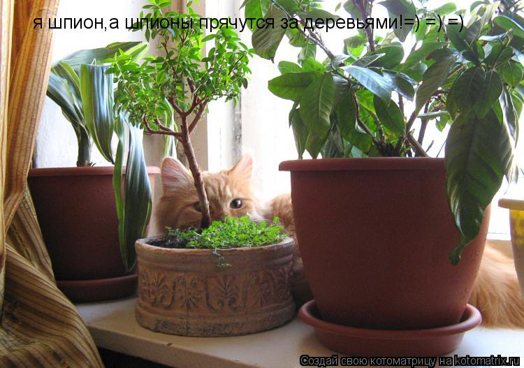 Котоматрица: я шпион,а шпионы прячутся за деревьями!=) =) =)