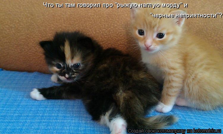 Котоматрица: Что ты там говорил про "рыжую наглую морду" и  "черные неприятности"?