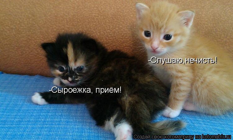 Котоматрица: -Сыроежка, приём! -Слушаю,нечисть!