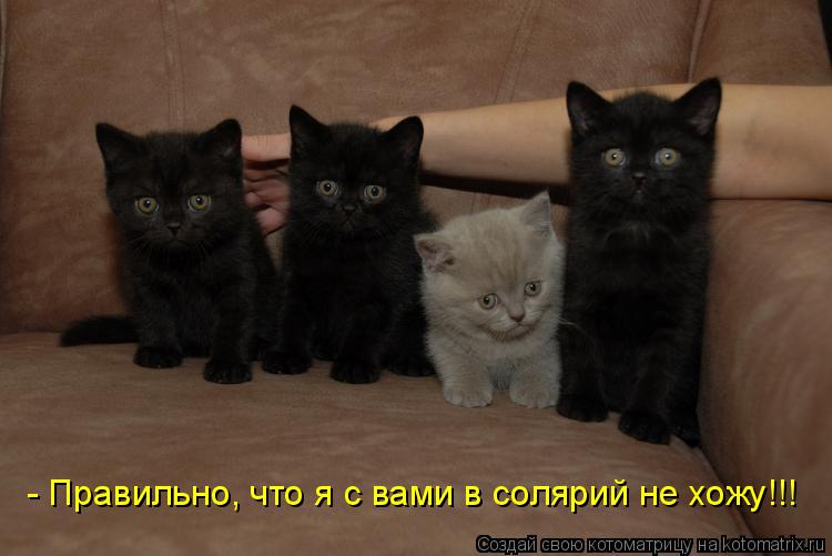 Котоматрица: - Правильно, что я с вами в солярий не хожу!!!