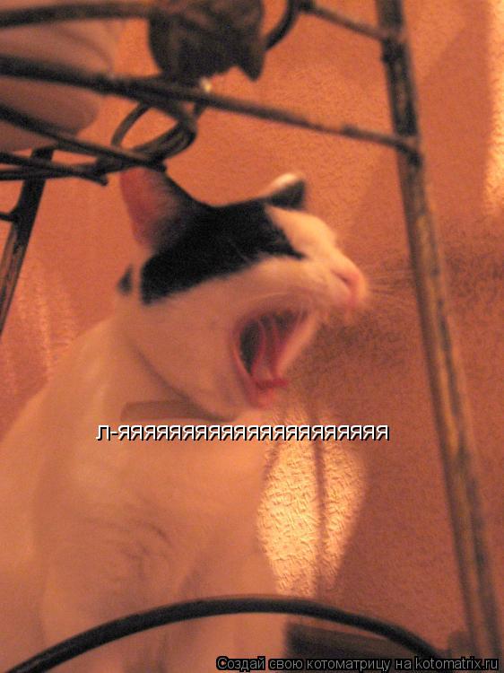 Котоматрица: л-яяяяяяяяяяяяяяяяяяяяя