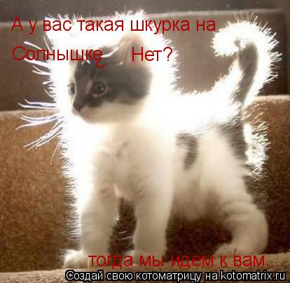 Котоматрица: А у вас такая шкурка на  Солнышке ?  Нет? тогда мы идем к вам...