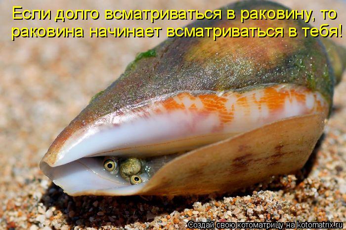 Котоматрица: Если долго всматриваться в раковину, то  раковина начинает всматриваться в тебя!