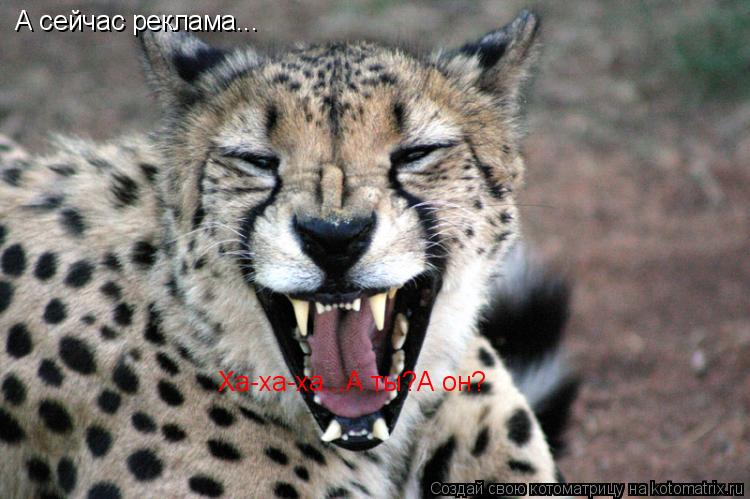 Котоматрица: А сейчас реклама... Ха-ха-ха...А ты?А он?