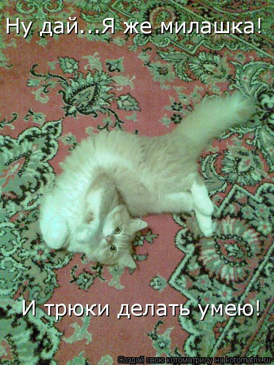 Котоматрица: Ну дай...Я же милашка!  И трюки делать умею!