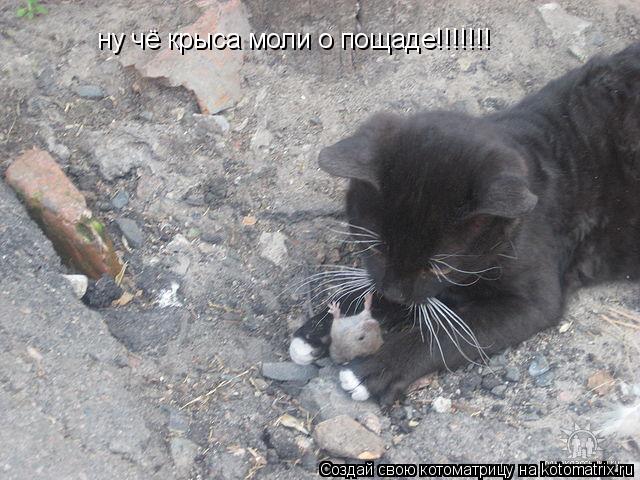 Котоматрица: ну чё крыса моли о пощаде!!!!!!!