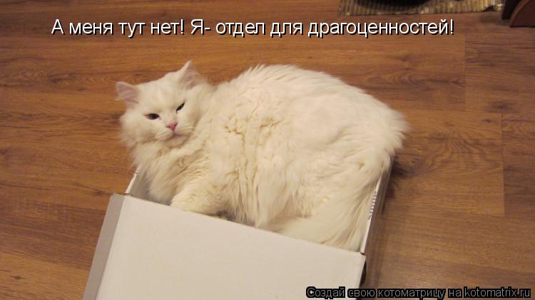 Котоматрица: А меня тут нет! Я- отдел для драгоценностей!