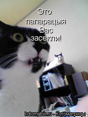 Котоматрица: Это Это  папарацыя Вас засекли!