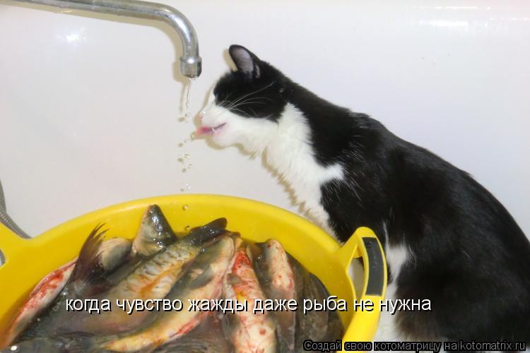 Котоматрица: когда чувство жажды даже рыба не нужна
