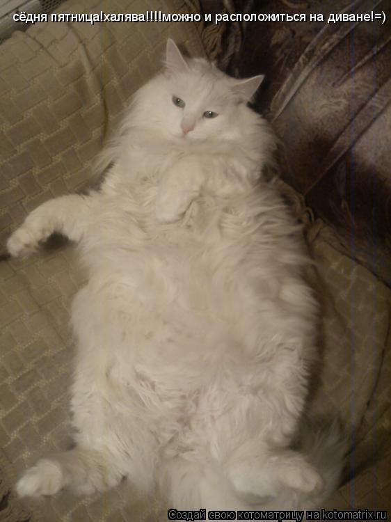 Котоматрица: сёдня пятница!халява!!!!можно и расположиться на диване!=)