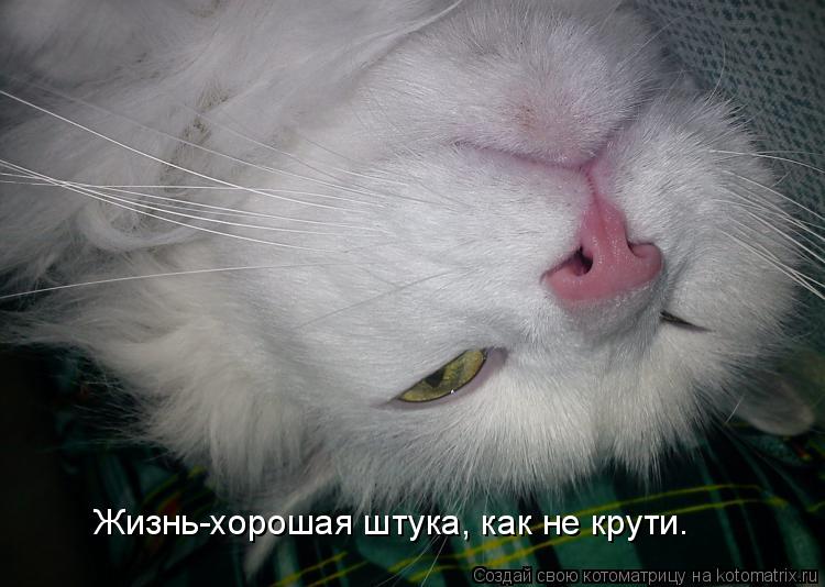 Жизнь-хорошая штука, как не крути.... Котоматрица: Жизнь-хорошая штука, как не крути.