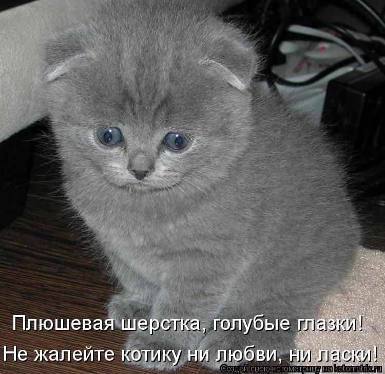 Котоматрица: Плюшевая шерстка, голубые глазки! Не жалейте котику ни любви, ни ласки!