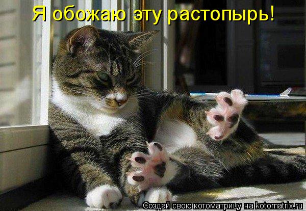 Котоматрица: Я обожаю эту растопырь!