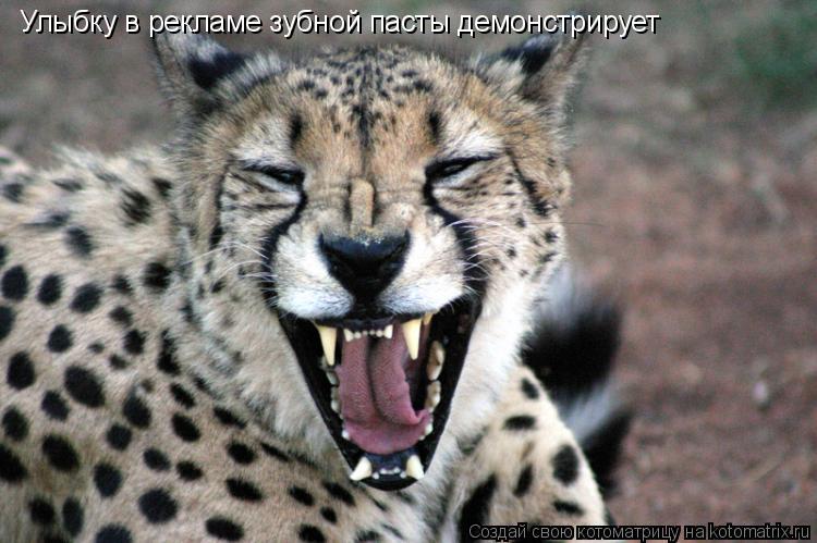 Котоматрица: Улыбку в рекламе зубной пасты демонстрирует