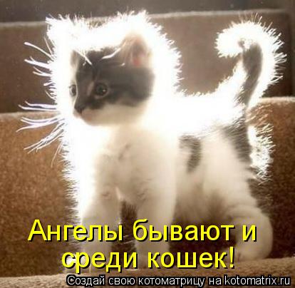 Котоматрица: Ангелы бывают и  среди кошек!