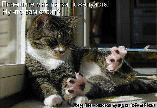 Котоматрица: Почешите мне пятки пожалуйста! Ну что вам стоит?