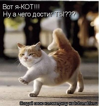 Котоматрица: Вот я-КОТ!!! Ну а чего достиг ТЫ???