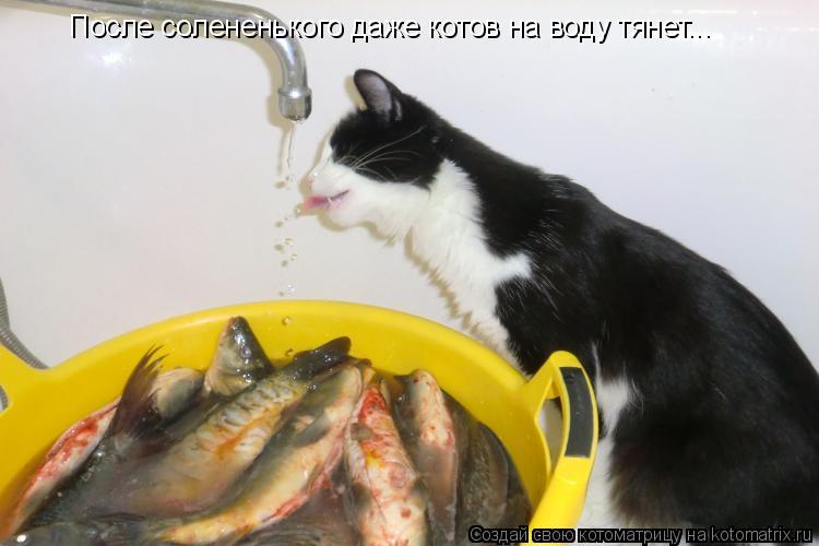 Котоматрица: После солененького даже котов на воду тянет...