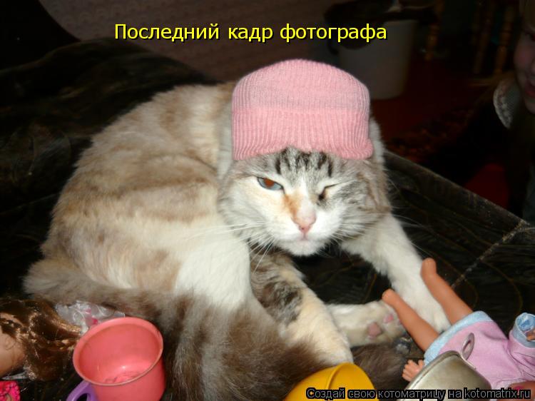 Котоматрица: Последний кадр фотографа