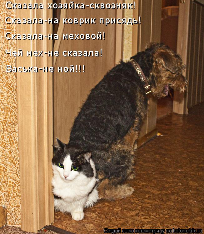Котоматрица: Сказала хозяйка-сквозняк! Сказала-на коврик присядь! Сказала-на меховой! Чей мех-не сказала!  Васька-не ной!!!