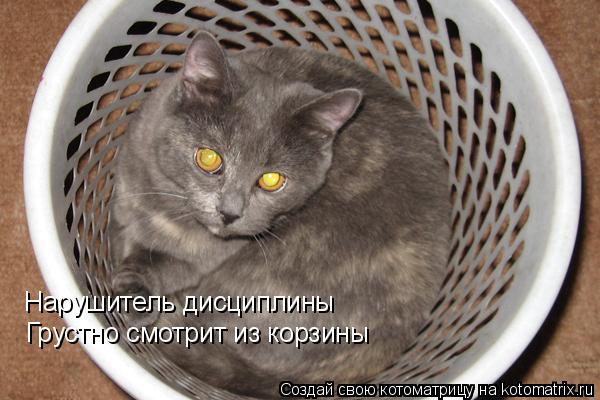 Котоматрица: Нарушитель дисциплины Грустно смотрит из корзины