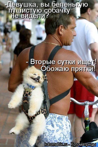 -Девушка, вы беленькую пушистую собачку не видели? Обожаю прятки! - Вторые сутки ищет!... Котоматрица: -Девушка, вы беленькую пушистую собачку не видели? Обожаю прятки! - Вторые сутки ищет!