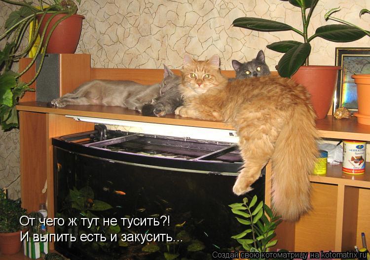 Котоматрица: От чего ж тут не тусить?! И выпить есть и закусить...