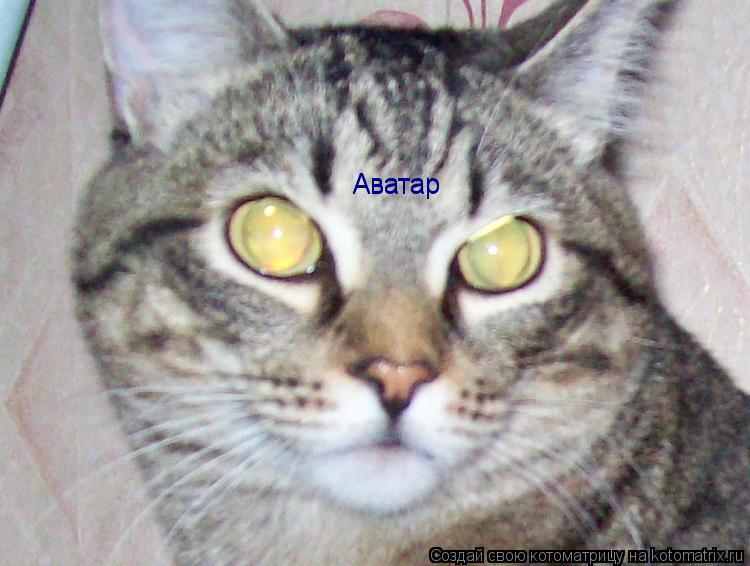 Котоматрица: Аватар Аватар
