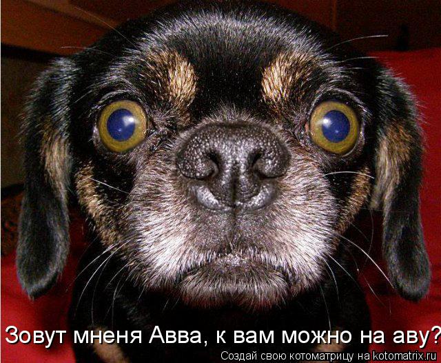 Котоматрица: Зовут мненя Авва, к вам можно на аву?
