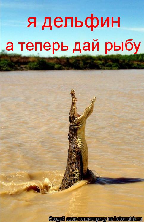 Котоматрица: я дельфин а теперь дай рыбу