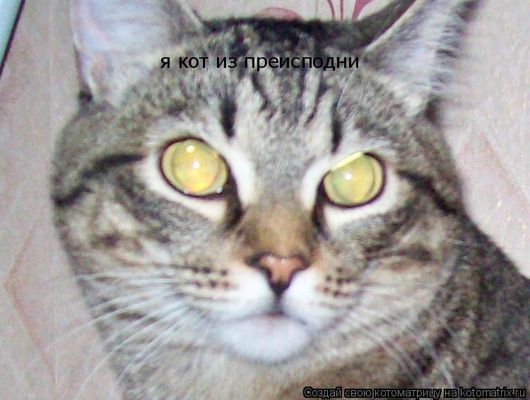 Котоматрица: я кот из преисподни