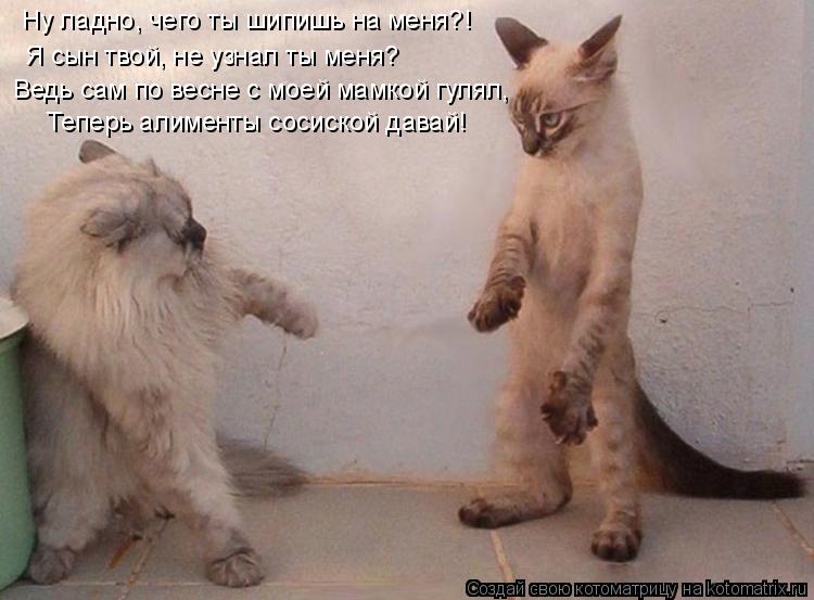 Котоматрица: Ну ладно, чего ты шипишь на меня?! Я сын твой, не узнал ты меня? Ведь сам по весне с моей мамкой гулял, Теперь алименты сосиской давай!