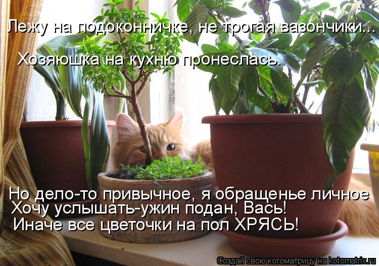 Лежу на подоконничке, не трогая вазончики... Хозяюшка на кухню пронеслась. Но дело-то привычное, я об... Котоматрица: Лежу на подоконничке, не трогая вазончики... Хозяюшка на кухню пронеслась. Но дело-то привычное, я обращенье личное Хочу услышать-ужин подан,