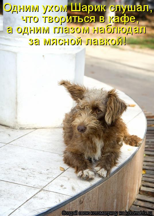 Котоматрица: Одним ухом Шарик слушал,  что твориться в кафе, а одним глазом наблюдал  за мясной лавкой!