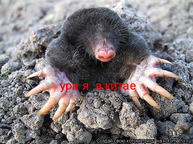 Котоматрица: ура я  в китае