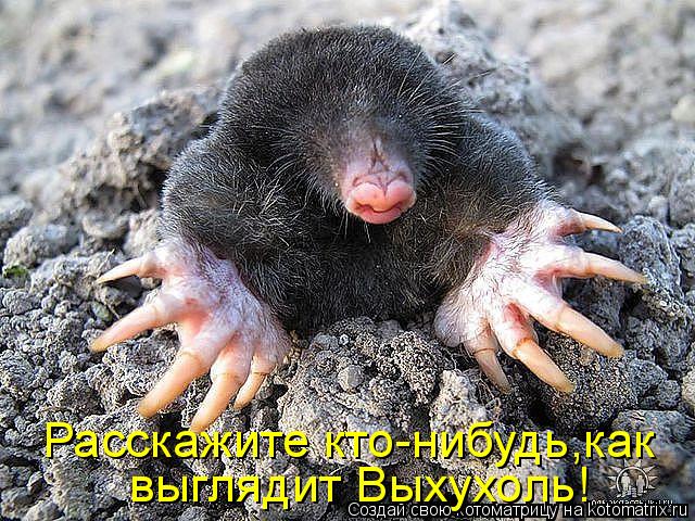 Котоматрица: Расскажите кто-нибудь,как выглядит Выхухоль!