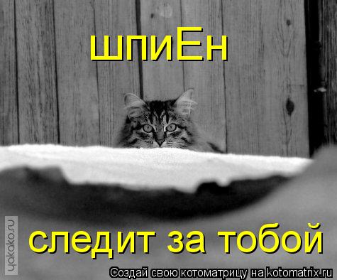 Котоматрица: шпиЕн следит за тобой