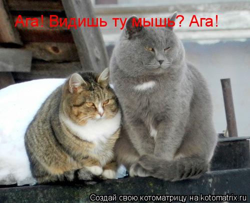 Котоматрица: Ага! Видишь ту мышь? Ага!
