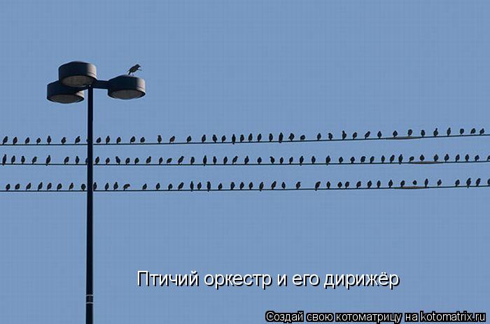 Котоматрица: Птичий оркестр и его дирижёр
