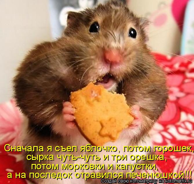 Котоматрица: Сначала я съел яблочко, потом горошек, сырка чуть-чуть и три орешка, а на последок отравился печенюшкой!!! потом морковки и капустки,