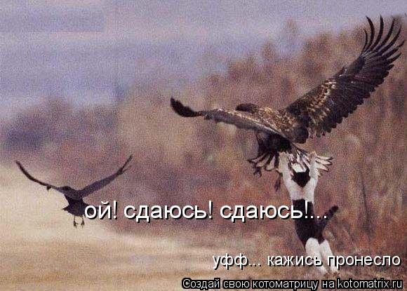 Котоматрица: ой! сдаюсь! сдаюсь!... уфф... кажись пронесло