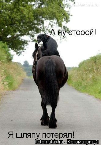 Котоматрица: А ну стооой!  Я шляпу потерял!