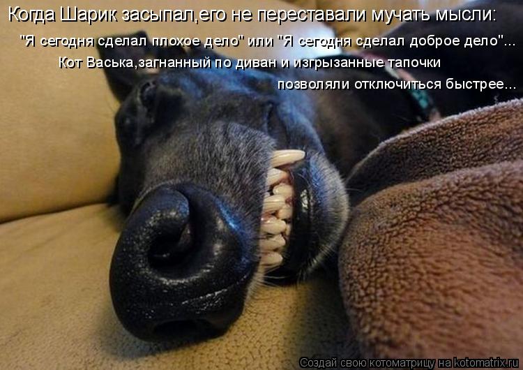 Котоматрица: "Я сегодня сделал плохое дело" или "Я сегодня сделал доброе дело"... Кот Васька,загнанный по диван и изгрызанные тапочки  позволяли отключить