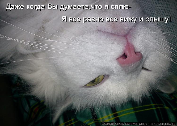 Котоматрица: Даже когда Вы думаете,что я сплю- Я все равно все вижу и слышу!