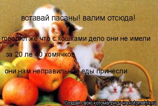 Котоматрица: вставай пасаны! валим отсюда! говорил же что с кошками дело они не имели за 20 ле 40 хомячков они нам неправильной еды принесли