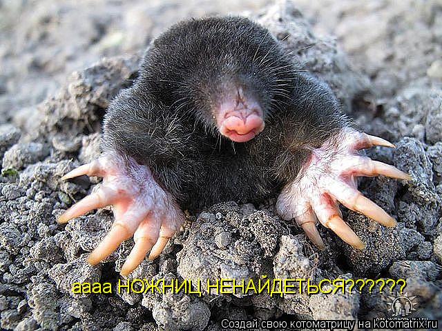 Котоматрица: аааа НОЖНИЦ НЕНАЙДЕТЬСЯ??????