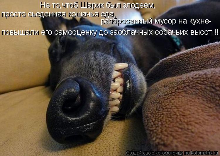 Котоматрица: Не то,чтоб Шарик был злодеем, просто сьеденная кошачья еда, разбросанный мусор на кухне- повышали его самооценку до заоблачных собачьих выс