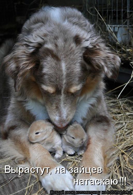 Котоматрица: Вырастут, на зайцев натаскаю!!!